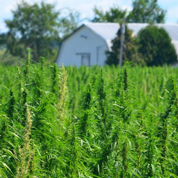compliant hemp farming