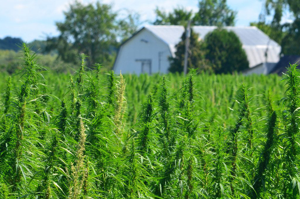 compliant hemp farming